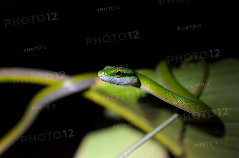 Lora or Parrot Snake (Leptophis ahaetulla)
