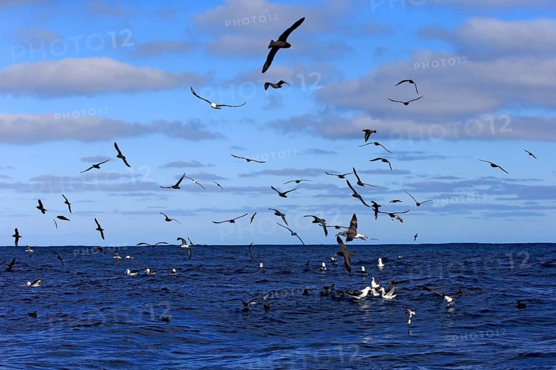 Black-browed albatrosses (Thalassarche melanophrys) and white chin petrels (Procellaria aequinoctialis)