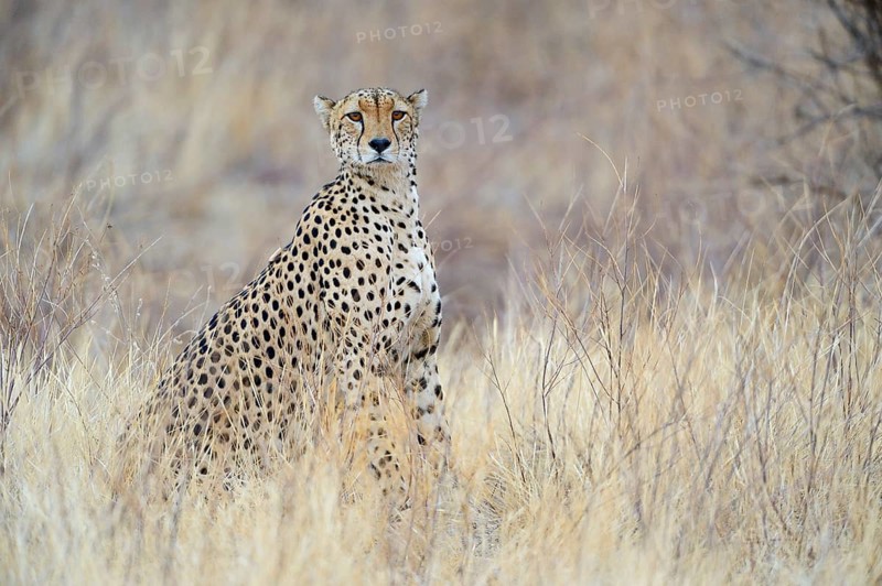 Cheetah (Acinonyx jubatus)