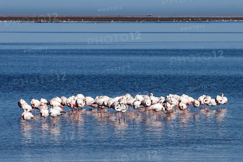 Greater Flamingos (Phoenicopterus roseus)