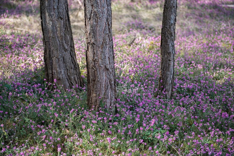 Blooming spring heaths (Erica carnea) in a forest