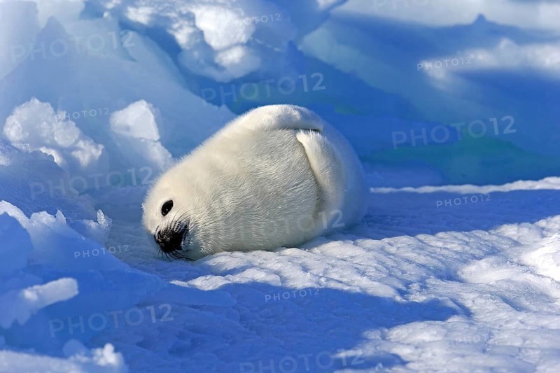 Harp Seal or Saddleback Seal (Pagophilus groenlandicus