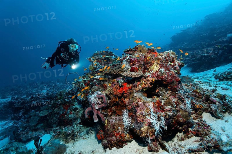 Diver looking at coral block with different corals and sponges