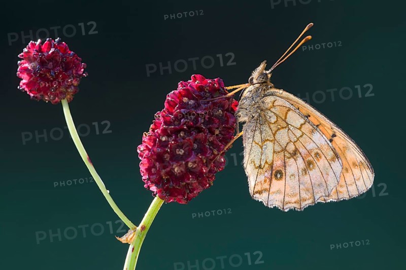 Lesser Marbled Fritillary (Brenthis ino)