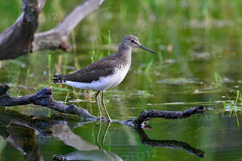 Green Sandpiper (Tringa ochropus)