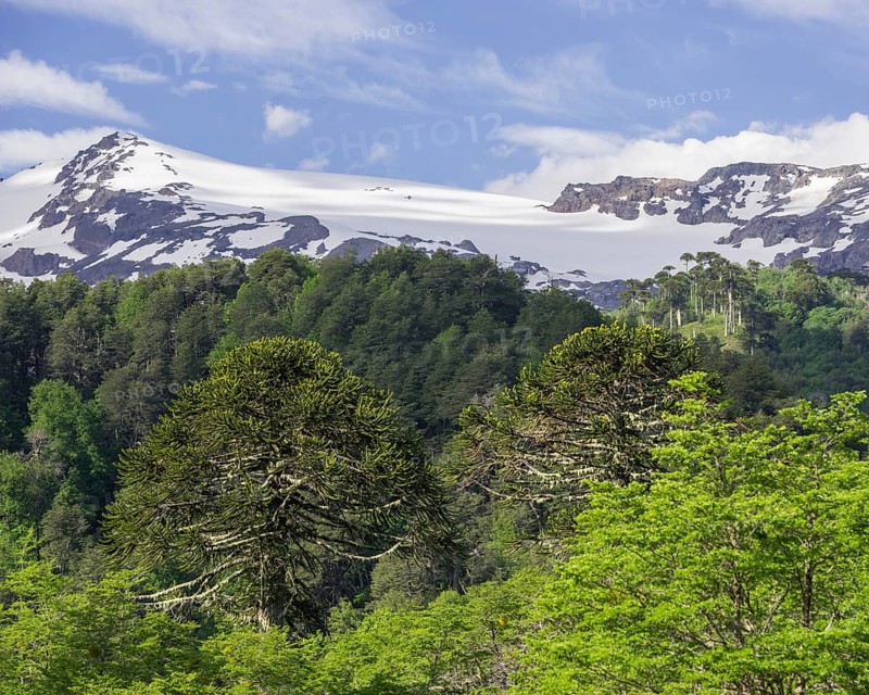 Monkey puzzle trees (Araucaria araucana)