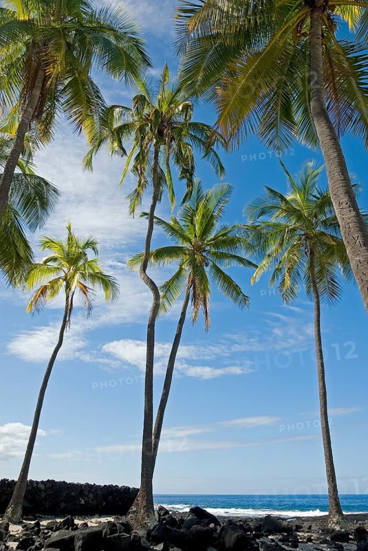 Palm grove