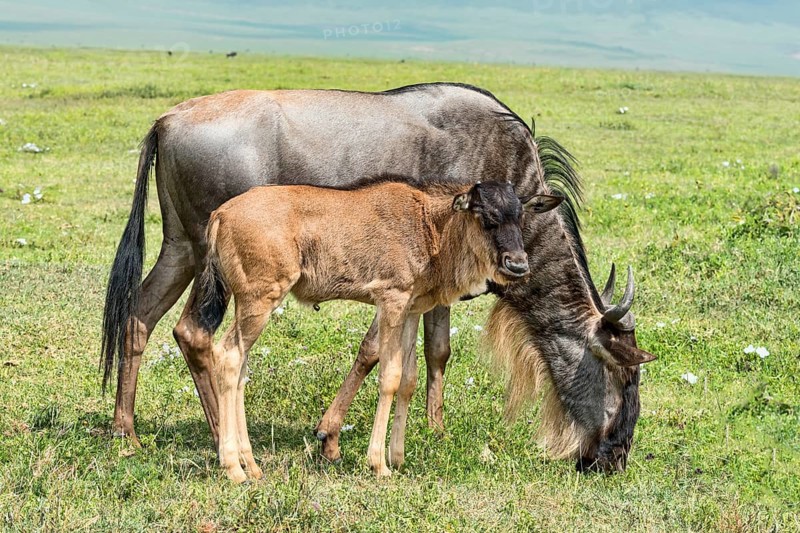 Blue Wildebeest (Connochaetes taurinus)