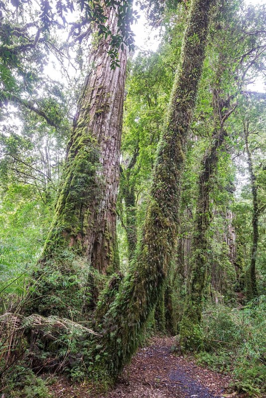 Patagonian Cypress