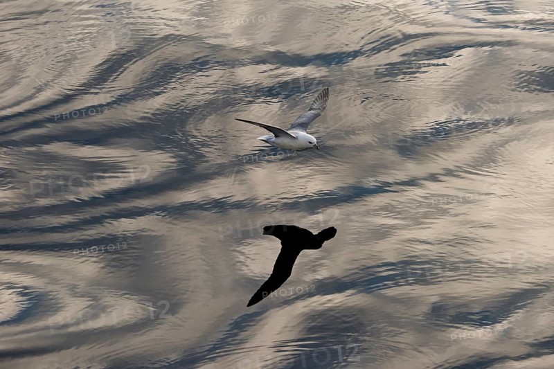 Northern Fulmar (Fulmaris glacialis) in flight