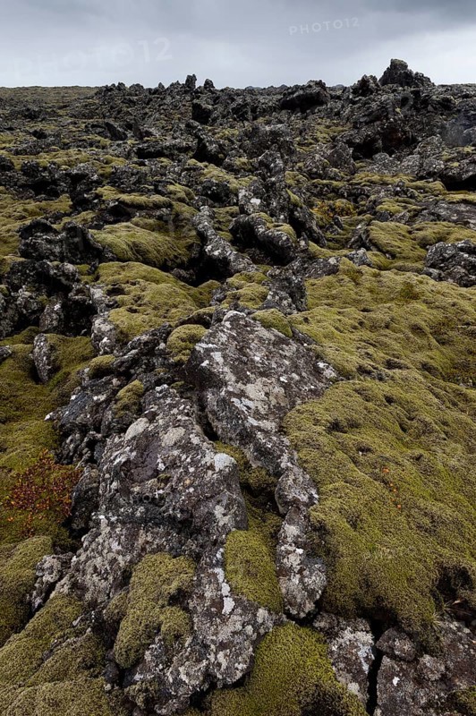 Elongate Rock Moss (Niphotrichum elongatum) growing in a lava field