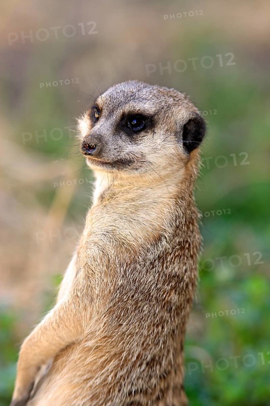 Meerkat (Suricata suricatta)
