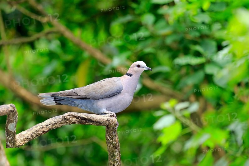 African Collared Dove (Streptopelia roseogrisea)