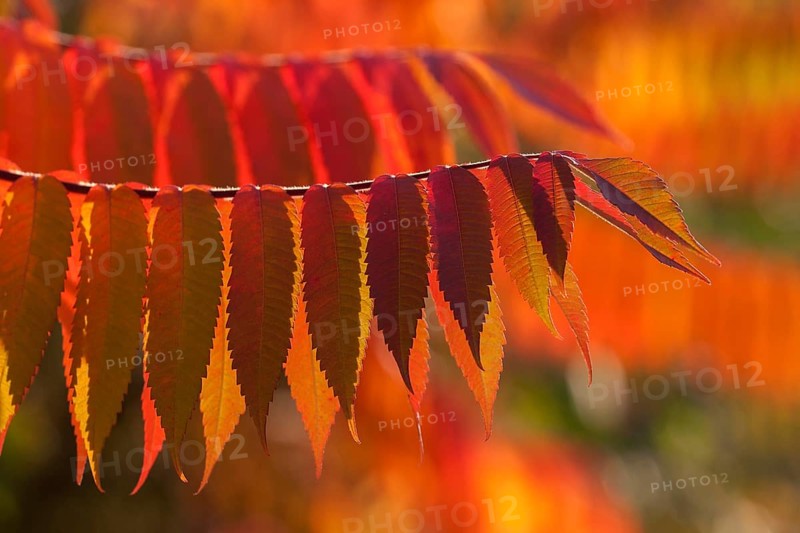 Staghorn Sumac (Rhus typhina)