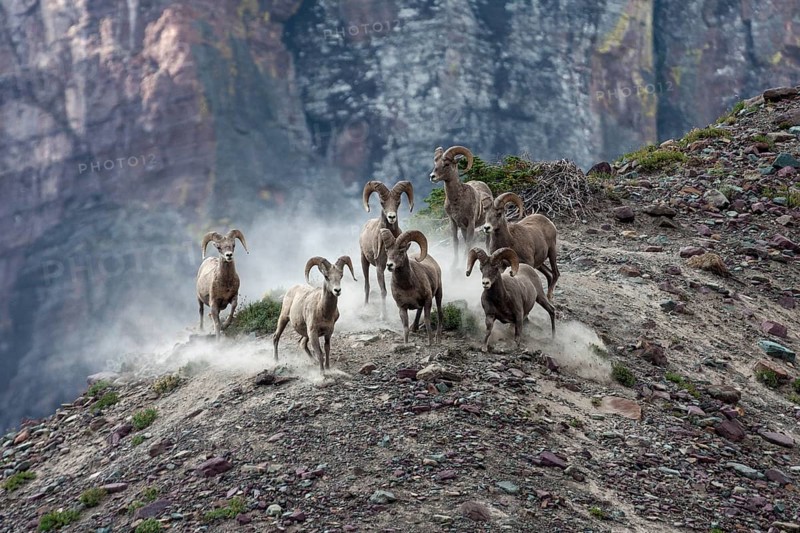 Bighorn Sheep (Ovis canadensis)