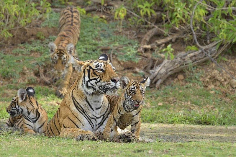 Bengal Tigers (Panthera tigris tigris)