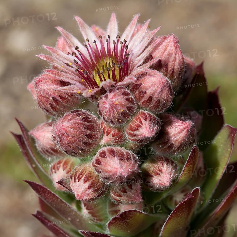 Common Houseleek (Sempervivum tectorum)
