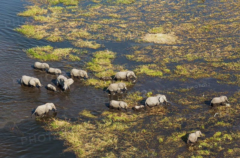 African Elephants (Loxodonta africana)