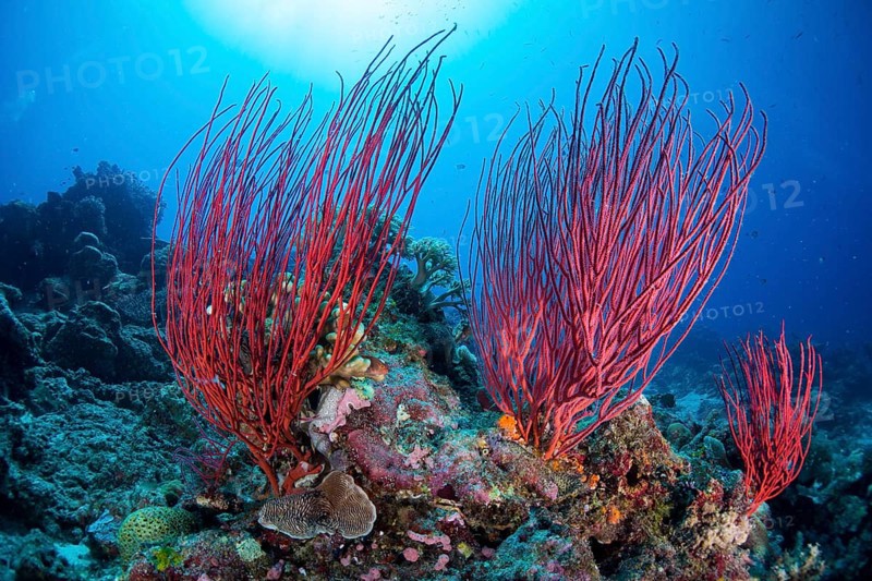 Red Sea Whip (Ellisella ceratophyta)