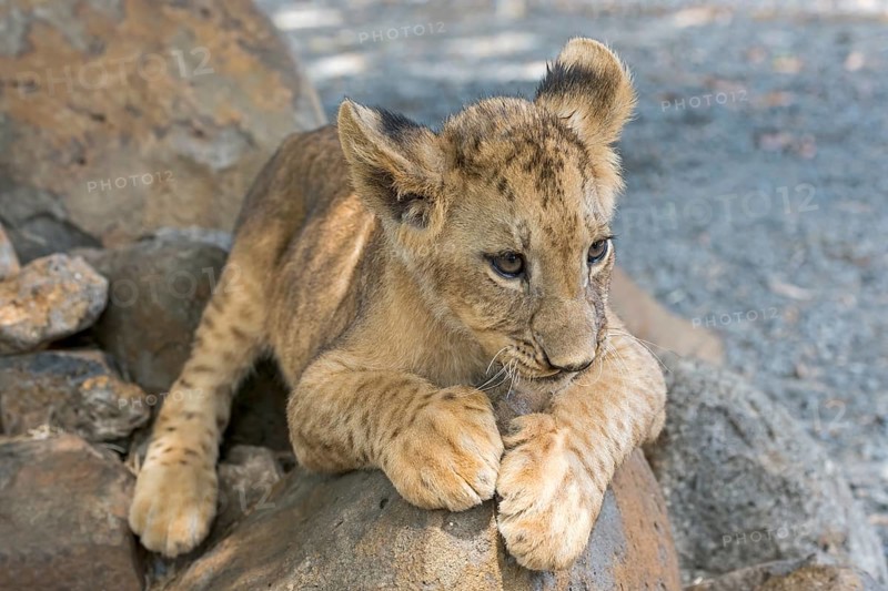 Lion (Panthera leo)