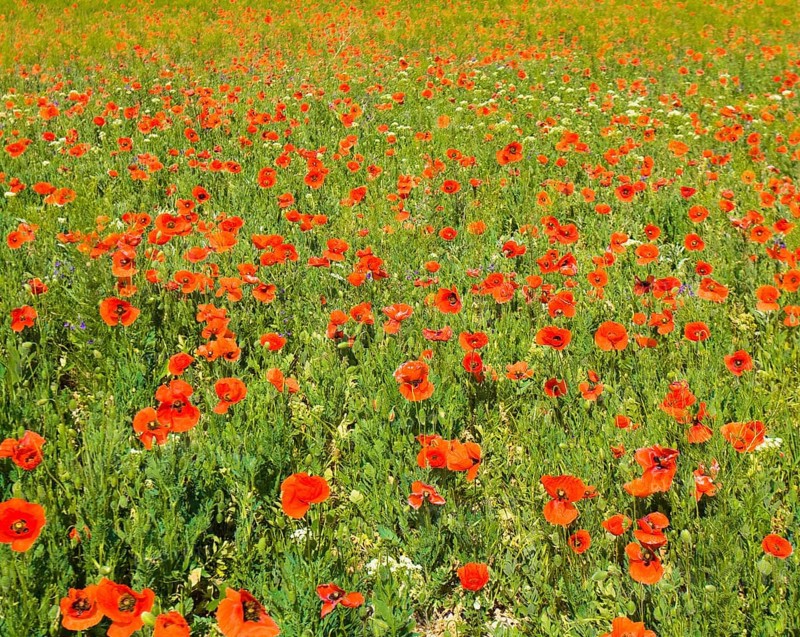 Meadow with many wild red poppies