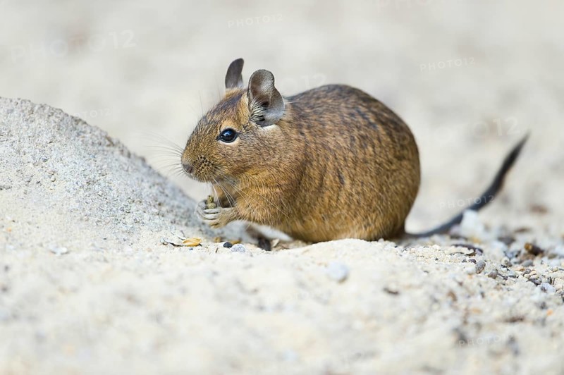 Degu (Octodon degus)