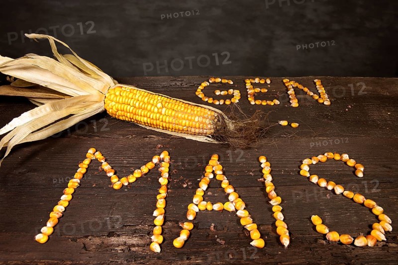 Corn cob with the lettering 'Gen Mais'