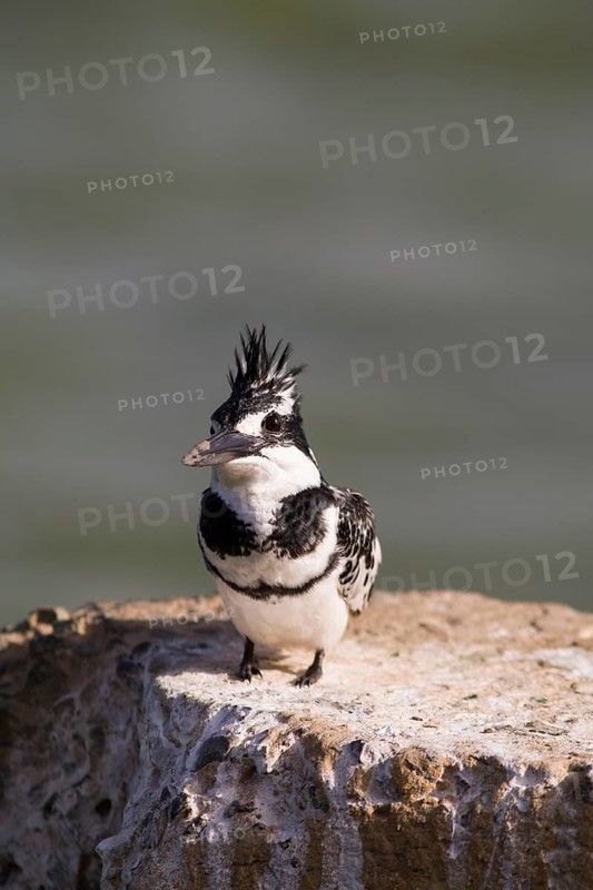 Pied Kingfisher (Ceryle rudis) sitting on wall