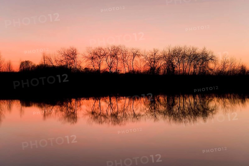 Reflection of trees in a pond