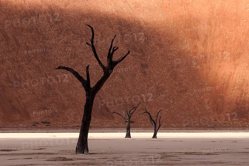 Dead camel thorn trees (Vachellia erioloba)