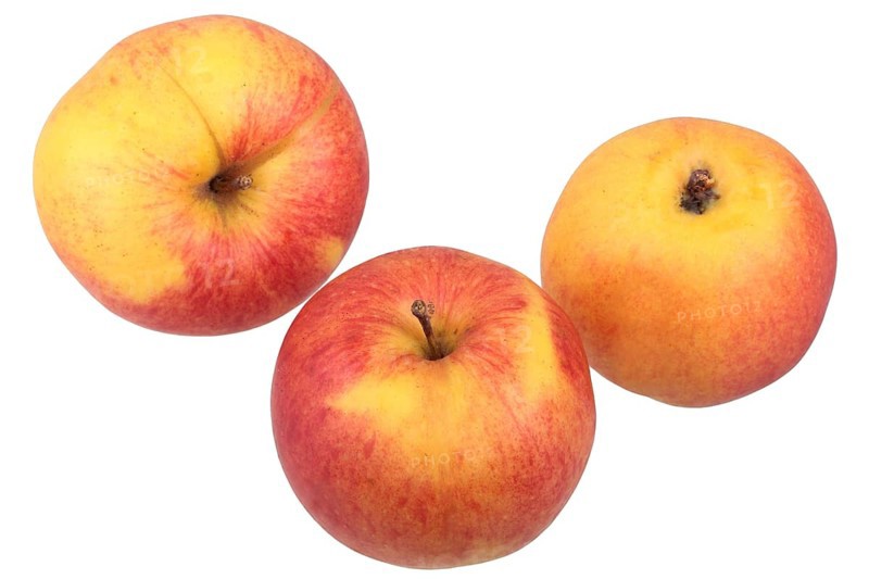 Apple variety Jonagold