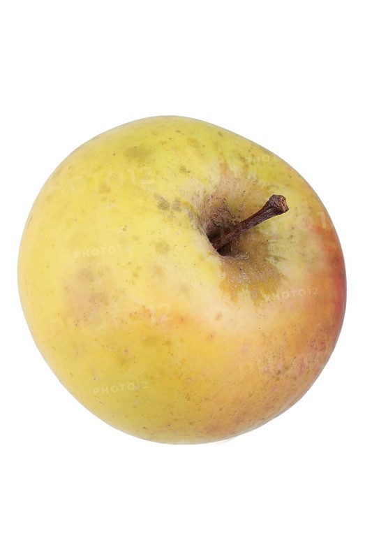 Apple variety Yellow Saxon Reinette