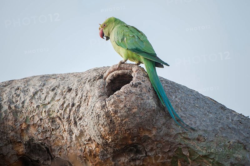 Rose-ringed parakeet (Psittacula krameri manillensis) by a hole in a tree