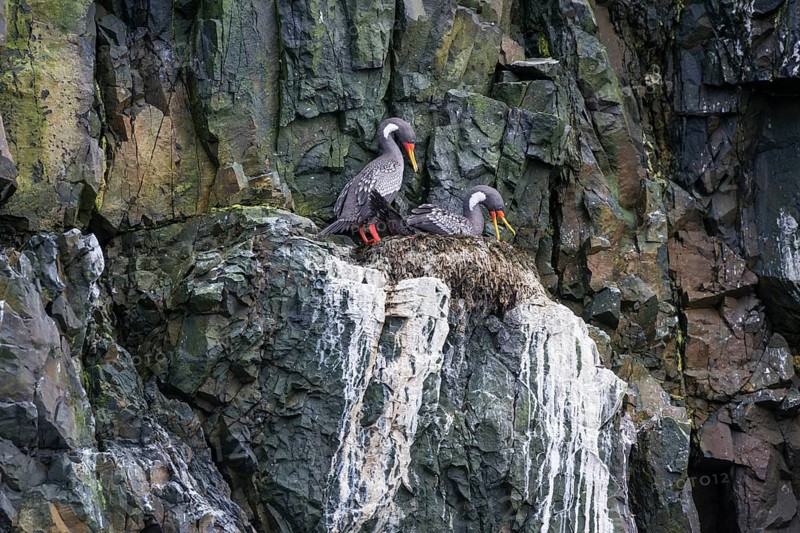 Red-legged cormorant (Phalacrocorax gaimardi) on nest