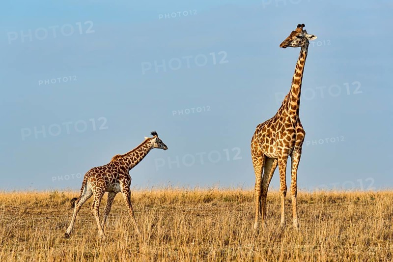 Giraffes (Giraffa camelopardalis)