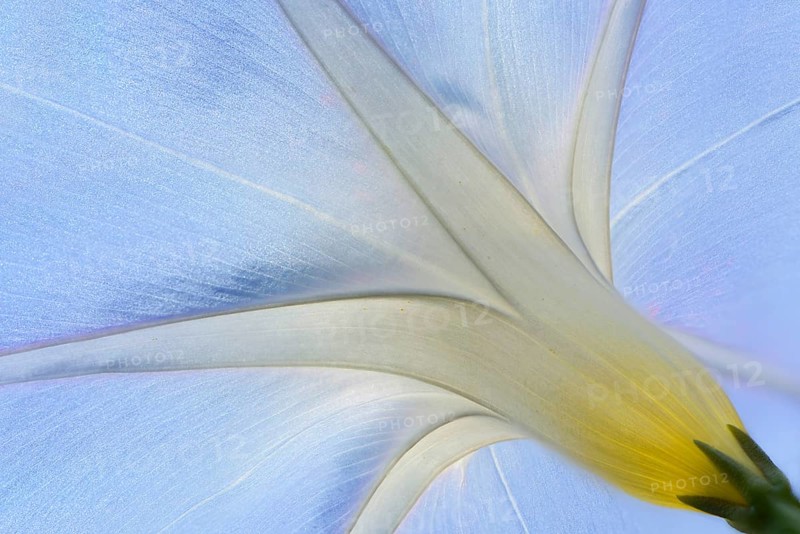 Purple Morning Glory or Common Morning Glory (Ipomoea purpurea)