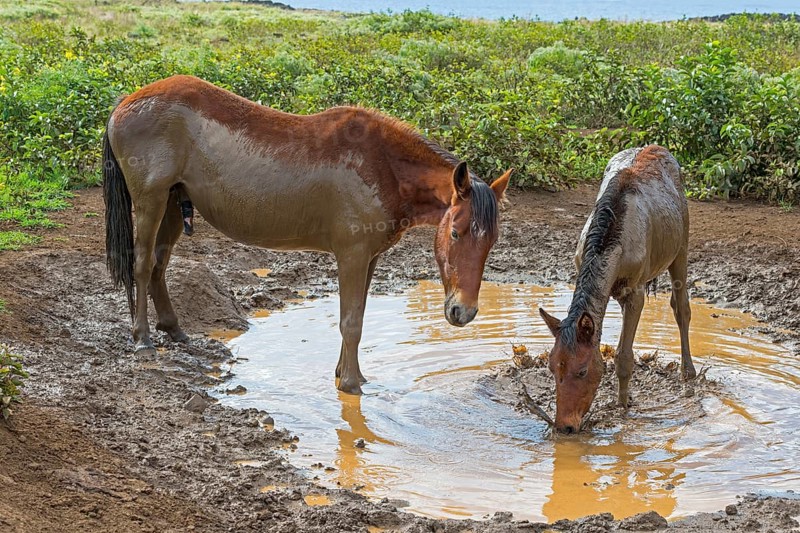 Feral horses