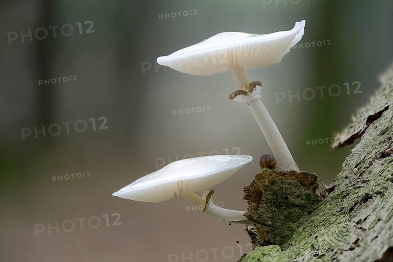 Porcelain Fungus (Oudemansiella mucida)