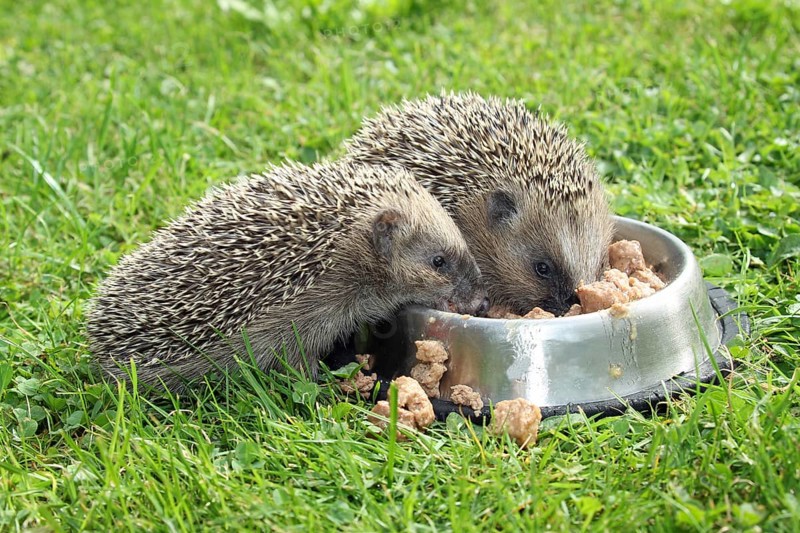 Hedgehog (Erinaceus europaeus)