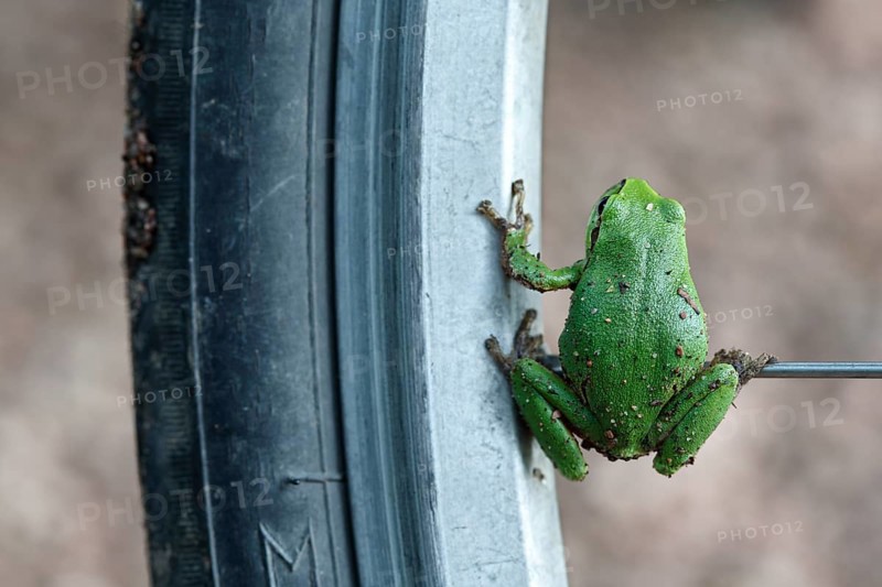 European Tree Frog (Hyla arborea) sitting on the spoke of a bicycle