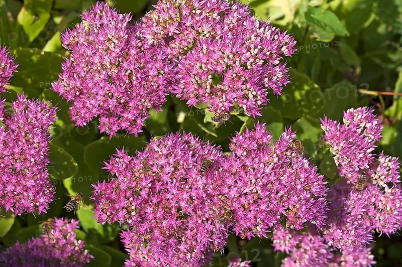 Stonecrop (Sedum x telephium) with Honey Bees (Apis)