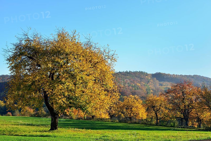 Autumn mood along the Burgenland Wine Road