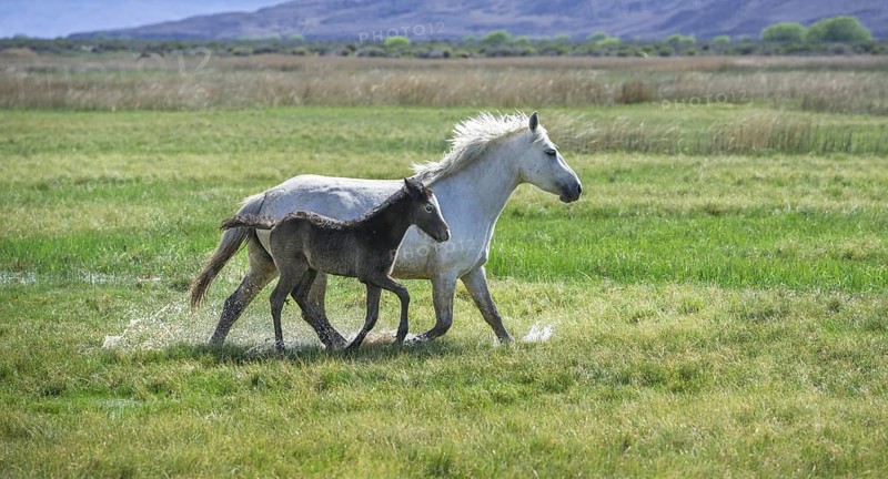 White mare with dark foal running through wet grass