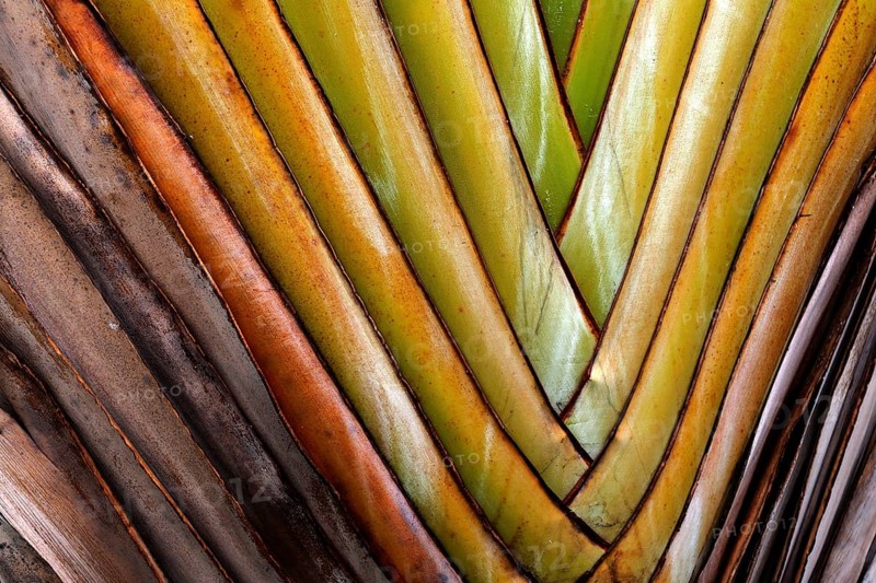 Traveller's Tree (Ravenala madagascariensis)