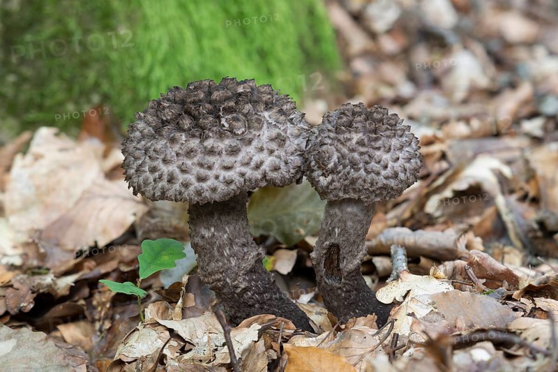 Old Man of the Woods (Strobilomyces strobilaceus)
