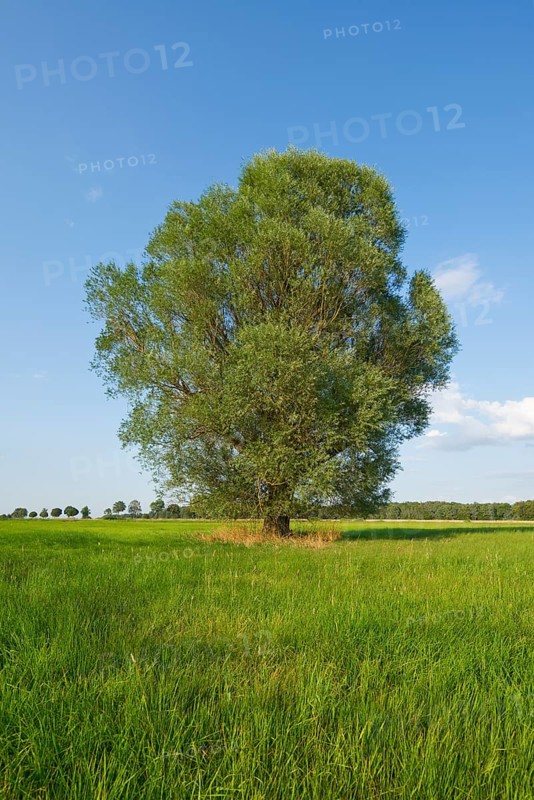 Solitary crack willow (Salix fragilis)
