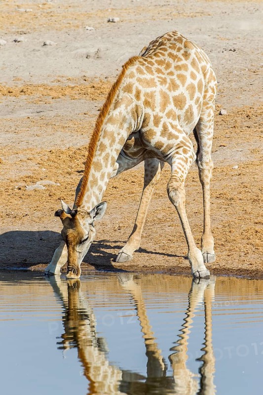 Giraffe (Giraffa camelopardalis) drinking at a waterhole