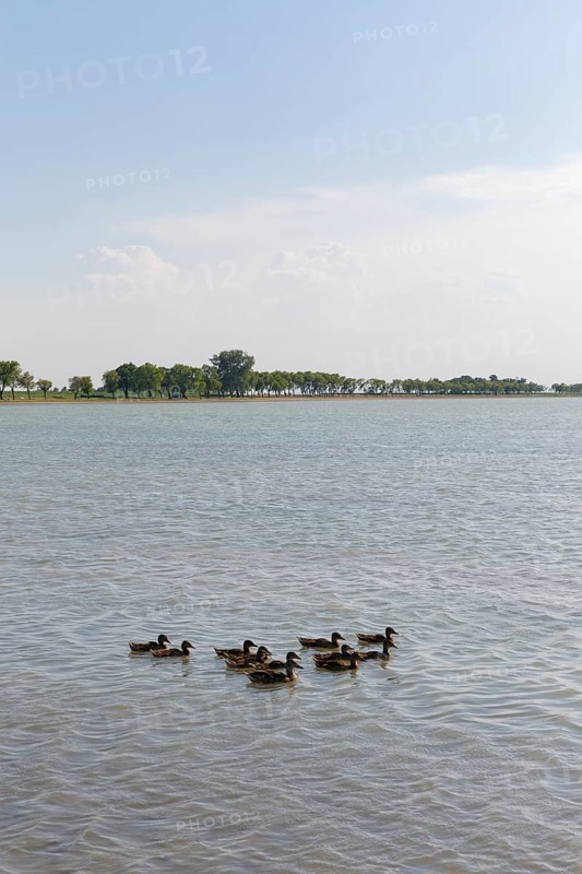 Ducks on Lake Zicksee