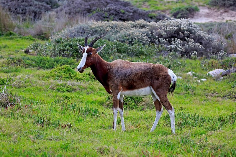 Blesbok or Bontebok (Damaliscus dorcas dorcas
