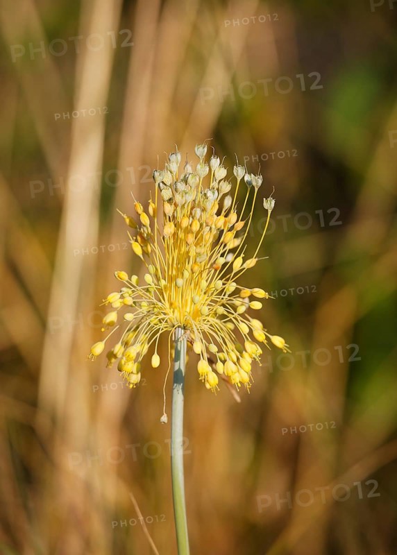 Small Yellow Onion (Allium flavum)